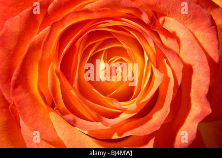 Orange rose Draufsicht Nahaufnahme Makro Hintergrund Stockfoto