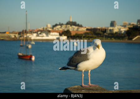 Sea Gull am Pier mit Skyline von San Francisco im Hintergrund Stockfoto