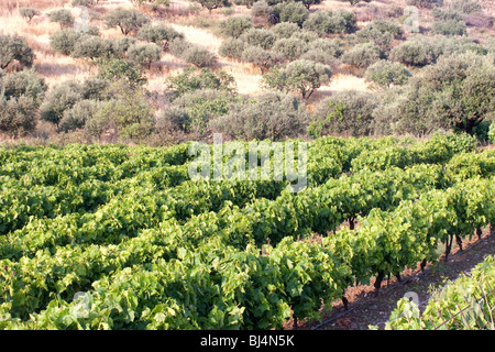 Weinbau und Olive Plantage in die Messara-Ebene in der Nähe von Asimi, Kreta, Griechenland, Europa Stockfoto