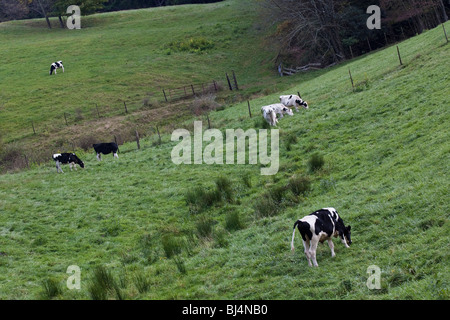 Appalachian Mountains Blue Ridge Parkway in den USA US-amerikanische Landschaft Nordamerika Osten Landwirtschaft von oben niemand horizontal hochauflösend Stockfoto