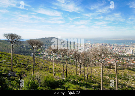 Blick von der Talstation der Table Mountain Luftseilbahn auf Cape Town, Western Cape, Südafrika, Afrika Stockfoto