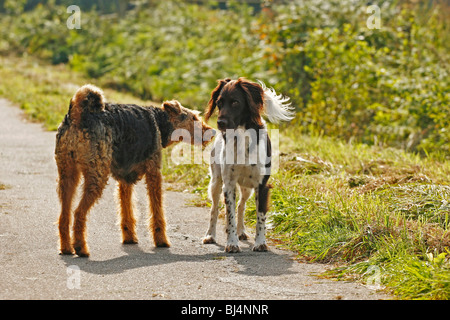 Airedale Terrier und kleine Münsterländer grüßen einander Stockfoto