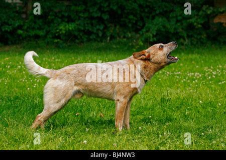 Australian Cattle Dog barking Stockfoto