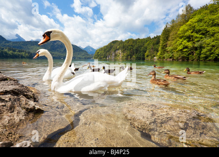 Alpen-See mit Vögel. Weitwinkelaufnahme. Stockfoto