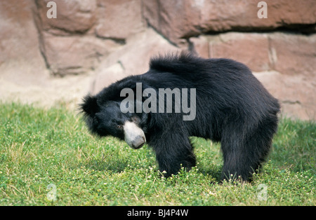 Faultiere (Melursus Ursinus), Erwachsene, stehend Stockfoto