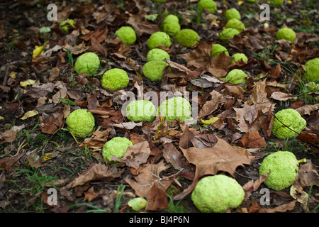 Osage Orange Maclura pomifera bei Herbstfrüchten auf einem Boden in den USA USA Nordamerika von oben niemand waagerecht hochauflösend Stockfoto