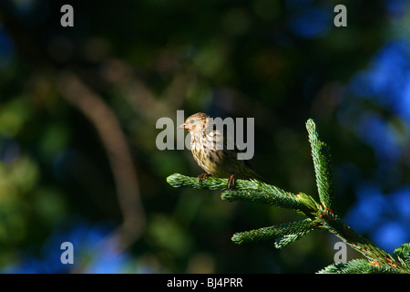 Birds of North America, Kiefer Erlenzeisig; Zuchtjahr Pinus; Stockfoto