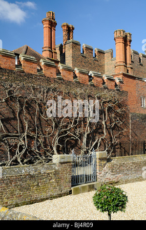 Die Great Vine in Hampton Court, London, UK Stockfoto