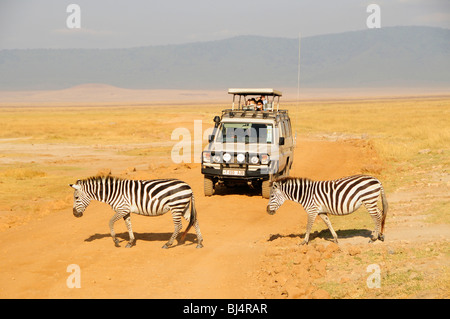 Zebras vor einer Jeep Safari Touristen, Ngorongoro Crater, Tansania, Afrika Stockfoto