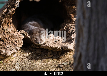 Gefleckte Necked Otter, Lutra Maculicollis, Zoo einstellen. Stockfoto