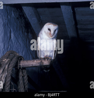 Schleiereule (Tyto Alba) thront in Gebäude Stockfoto