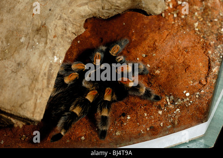 Brachypelma Smithi Mexican Redknee Vogel Spinne Vogelspinne in ein Vivarium mit tropischen Umgebung Stockfoto