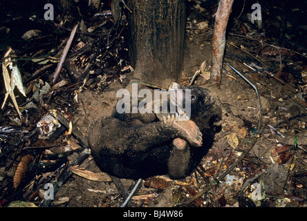 Sun Bear (Helarctos Malayanus, Ursus Malayanus) junges, Rollen im Boden, im Regenwald, Borneo, Malaysia Stockfoto