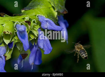 Honigbiene, Apis Mellifera, ernähren sich von Salvia Atrocyanea Blumen fliegen Stockfoto