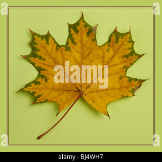 Fallen Sie Ahornblatt isoliert auf leichten grünen Stoff Hintergrund in einem Rahmen. Einfache künstlerische Komposition Stockfoto