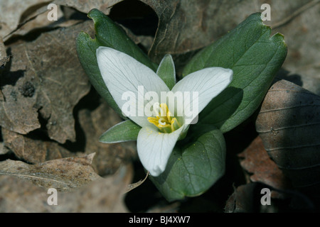 Zwerg oder Schnee Trillium Trillium Nivale Fluss Wohnungen S Michigan USA Stockfoto