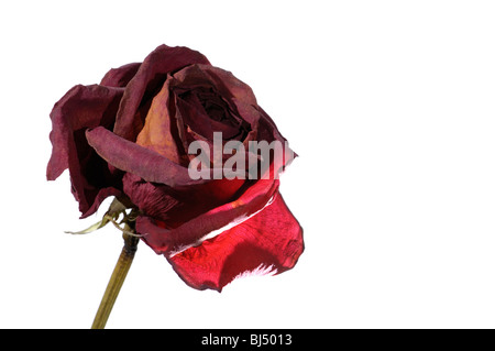 Verwelkte dunkel rote rose Nahaufnahme isoliert Silhouette auf weißem Hintergrund Stockfoto