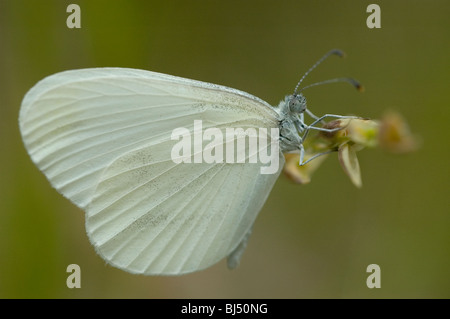 Holz weißer Schmetterling (Leptidea Sinapis) Stockfoto