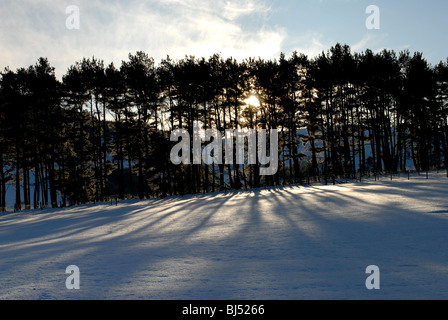 schwache winterlichen Sonnenlicht scheint durch einen Stand von Nadelbäumen in einem ruhigen Scottish Highland glen Stockfoto