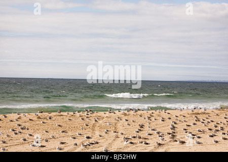 Möwen am Sandstrand Stockfoto