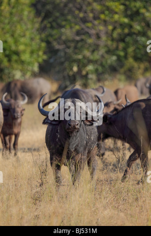 Afrikanische oder Kaffernbüffel (Syncerus Caffer). Stockfoto