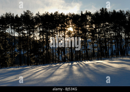 schwache winterlichen Sonnenlicht scheint durch einen Stand von Nadelbäumen in einem ruhigen Scottish Highland glen Stockfoto