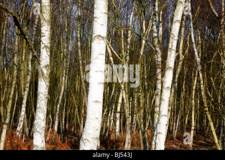 Silber Birken auf Wimbledon Common, Wimbledon, London, Großbritannien Stockfoto