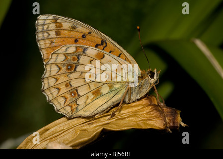 Niobe Fritillary (Argynnis Niobe) Stockfoto