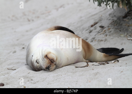 Australische Seelöwen am Strand schlafen Stockfoto