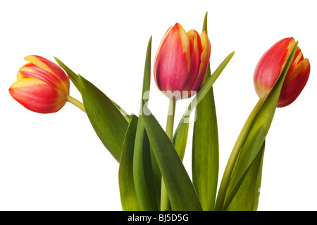 gelbe und rote Tulpen isoliert auf weißem Hintergrund Stockfoto