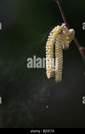 Corylus avellana. Gemeinsame Hazel palmkätzchen lösen Pollen im Frühjahr. Großbritannien Stockfoto