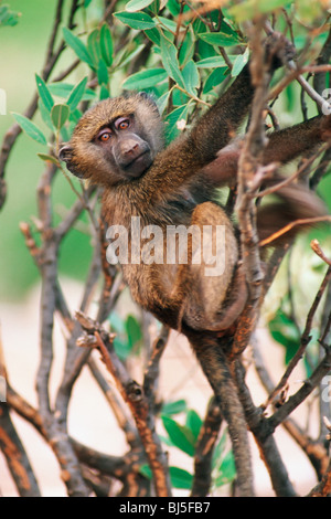 Juvenile Black konfrontiert Vervet Affen (grüne Aethiops) Stockfoto