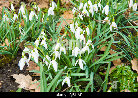 Highgate Cemetery, einem 6 original private Friedhöfe in London, zuerst verwendet 1860, Schneeglöckchen blühen am Grab Stockfoto