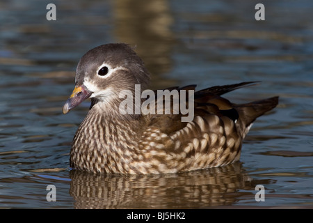 Weibliche Mandarinente (Aix Galericulata) Stockfoto