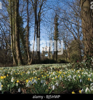 Schneeglöckchen an Walsingham Abtei Gründen, Norfolk, East Anglia, England Stockfoto