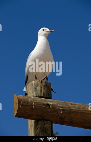 Möwe stehend auf Holzstab Stockfoto