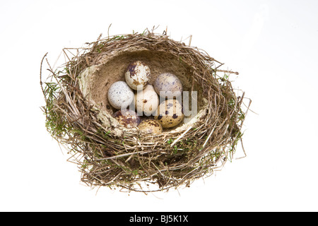 Nest, drehte ihn von Grass mit Eiern Stockfoto