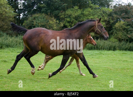 Stute und Fohlen in einem Feld zeigt schöne Bewegung im Trab. Stockfoto