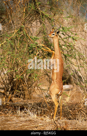 Gerenuk (Litocranius Walleri) ernähren sich von bush Acacia in Samburu National Reserve Kenia Afrika. Stockfoto