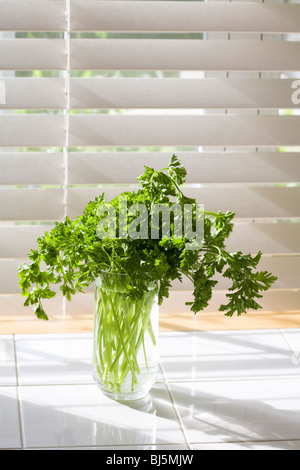 Petersilie - Petroselinum Crispum-in einem Glas auf dem Küchentisch Stockfoto