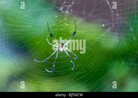 Golden Orb-Web-Spider in Veragua Rainforest in der Nähe von Limon, Costa Rica. Stockfoto