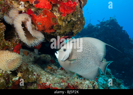 Grauen Kaiserfisch (Pomacanthus Arcuatus) am Riff, Santa Rosa Wand Tauchplatz, Unterwasser, Cozumel, Mexiko Stockfoto