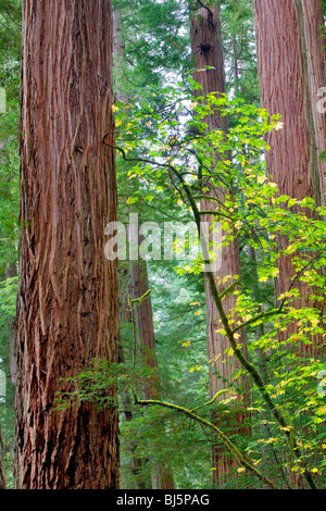 Redwoods und grosses Blatt Ahornbaum im Herbst Farbe. Jedediah Smith Redwoods State Park, Kalifornien Stockfoto