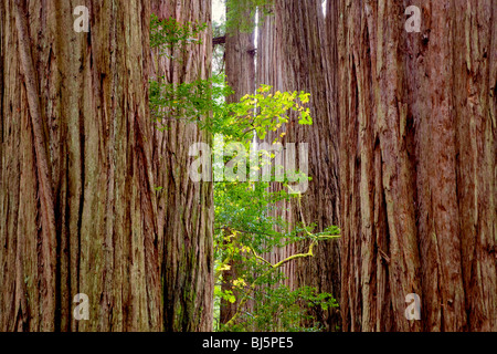 Redwoods und grosses Blatt Ahornbaum im Herbst Farbe. Jedediah Smith Redwoods State Park, Kalifornien Stockfoto