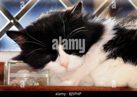 Nahaufnahme der schlafende Katze Stockfoto