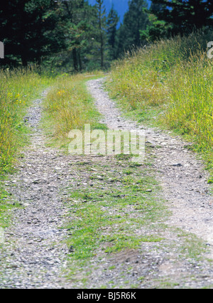 Zweispurige ausgefahrenen Kies Straße durchschneidet, grünen Rasen, Park County, Montana, USA Stockfoto