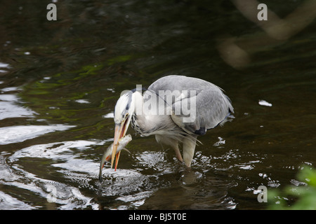 Graureiher ein Döbel im Fluss zu fangen Stockfoto