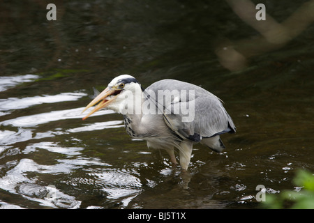 Graureiher ein Döbel im Fluss zu fangen Stockfoto