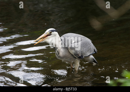 Graureiher ein Döbel im Fluss zu fangen Stockfoto