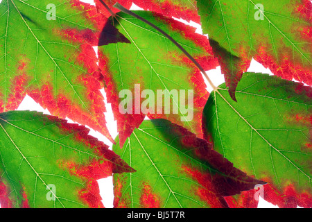 Rückseite Herbstlaub beleuchteten farbigen Ahorn. Wilsonville, OR, USA Stockfoto